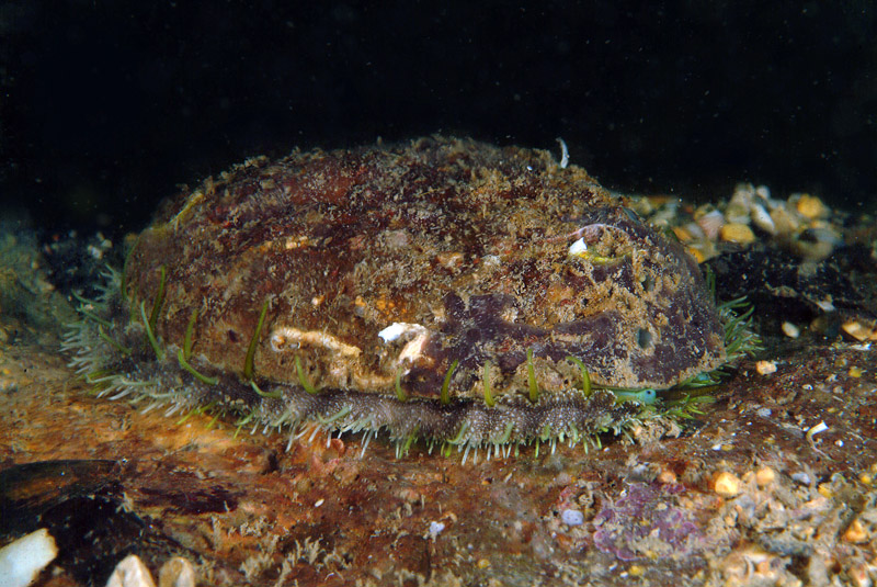 Haliotis sp.